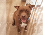 Small #4 American Staffordshire Terrier Mix