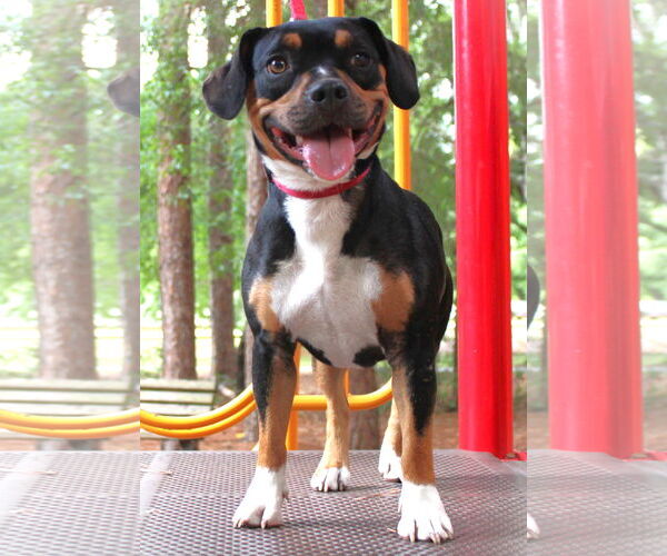 Medium Photo #11 Beabull Puppy For Sale in Dunnellon, FL, USA