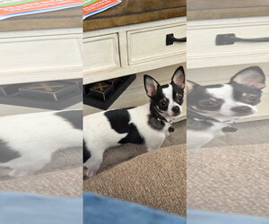 Chihuahua Dogs for adoption in Spring Lake, NJ, USA