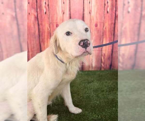 Medium Photo #8 Mutt Puppy For Sale in New York, NY, USA