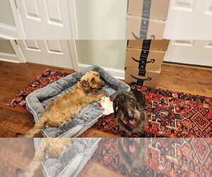 Louie4 (Bonded with Fritz3) In North Carolina - Male Dachshund Dog for Adoption - Photo #3