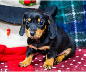 Dachshund Litter for sale in WAKARUSA, IN, USA