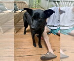 Small #15 German Shepherd Dog Mix