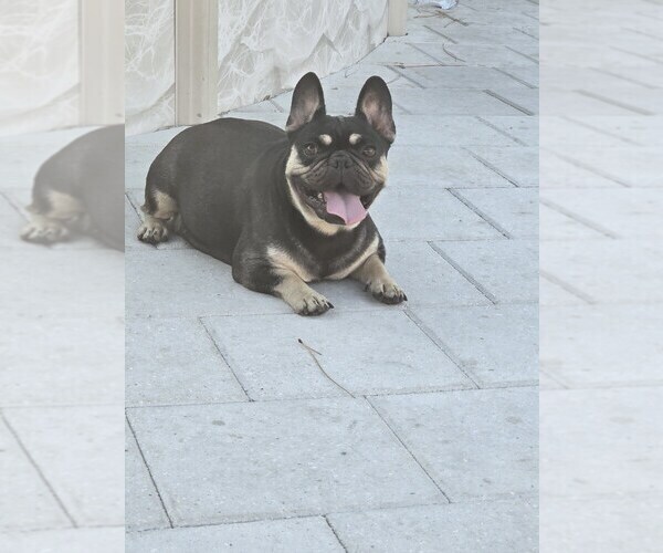 Medium Photo #1 French Bulldog Puppy For Sale in NORTH PORT, FL, USA