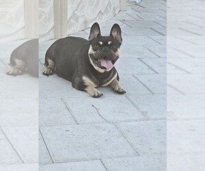 French Bulldog Puppy for sale in NORTH PORT, FL, USA