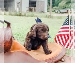 Aussiedoodle Puppy for sale in WHITAKERS, NC, USA