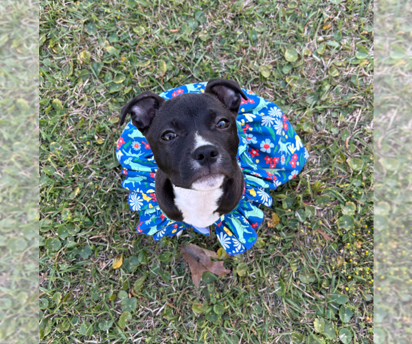 Medium Photo #1 Mutt Puppy For Sale in Holly Springs, NC, USA