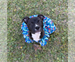 Small Mutt