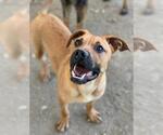 Small #1 Boxer Mix
