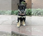 Puppy Katrina Shiba Inu