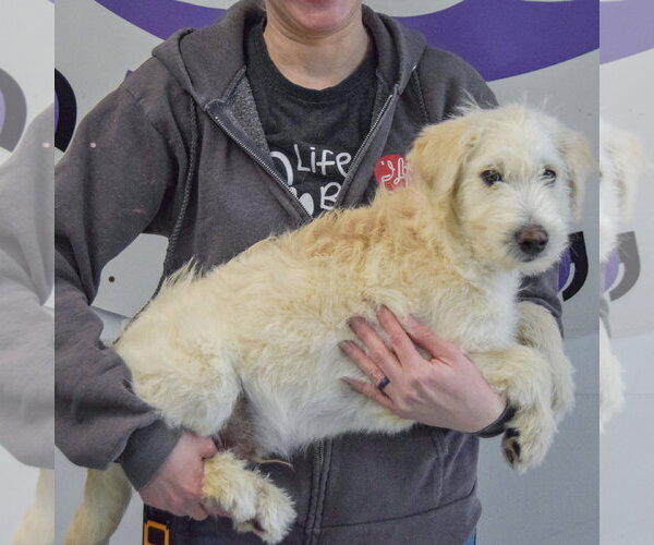 Medium Photo #2 Mutt Puppy For Sale in Huntley, IL, USA