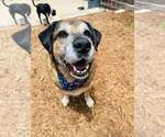 Small Anatolian Shepherd Mix