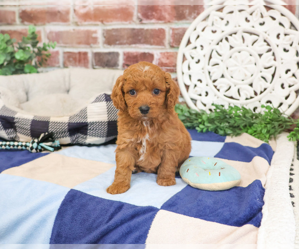 Medium Photo #10 Cavapoo (Miniature) Puppy For Sale in SYRACUSE, IN, USA
