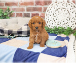 Small Photo #10 Cavapoo (Miniature) Puppy For Sale in SYRACUSE, IN, USA