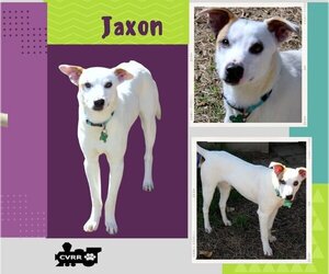 Jack Russell Terrier-Unknown Mix Dogs for adoption in Lindsay, CA, USA