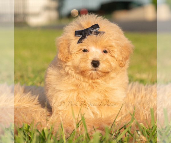 Medium Photo #42 Maltipoo (Toy) Puppy For Sale in WARSAW, IN, USA