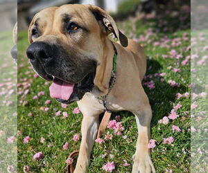 Mastiff Dogs for adoption in Citrus Heights, CA, USA