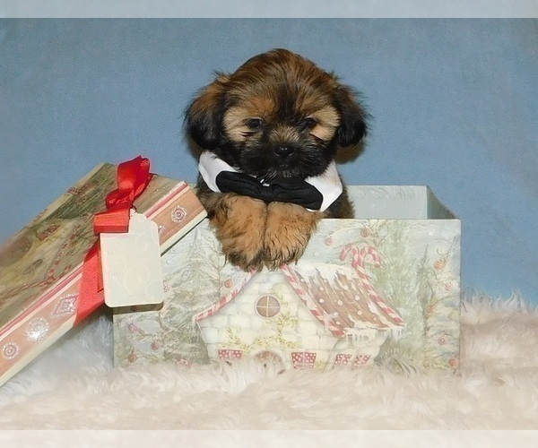 Medium Photo #1 Shih Tzu Puppy For Sale in WARRENSBURG, MO, USA