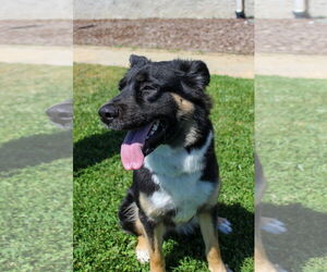 German Shepherd Dog Dogs for adoption in Petaluma, CA, USA