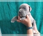 Small Photo #20 Cane Corso Puppy For Sale in COLUMBIA, SC, USA