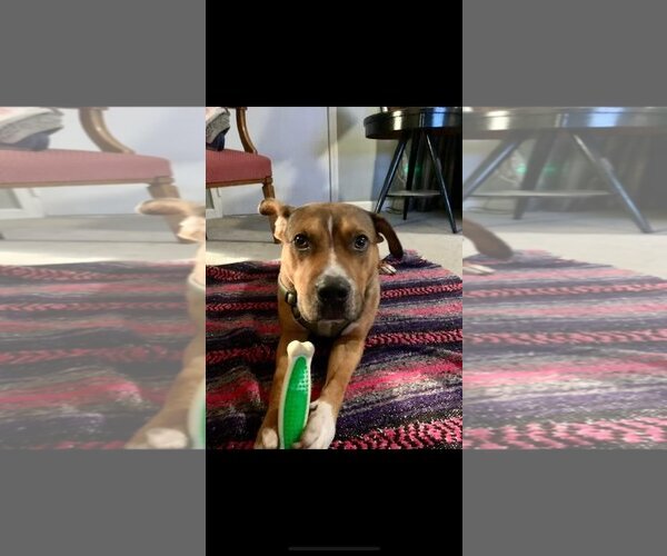 Medium Photo #28 American Pit Bull Terrier-Unknown Mix Puppy For Sale in Germantown, OH, USA