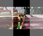 Small #27 American Pit Bull Terrier Mix