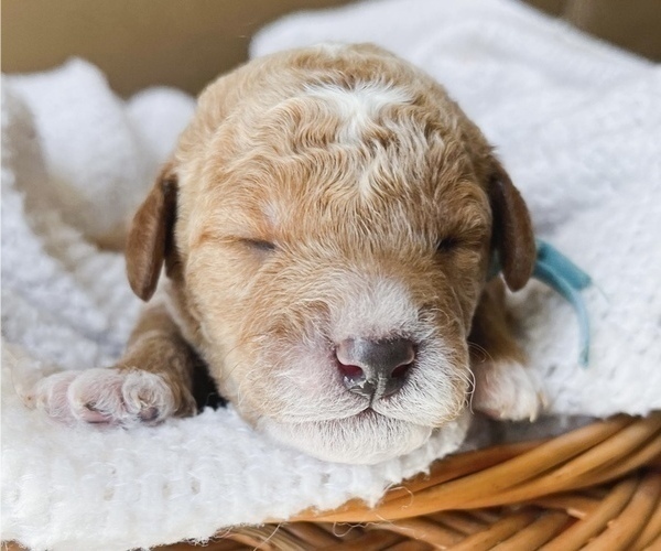 Medium Photo #1 Miniature Labradoodle Puppy For Sale in NORWALK, CT, USA
