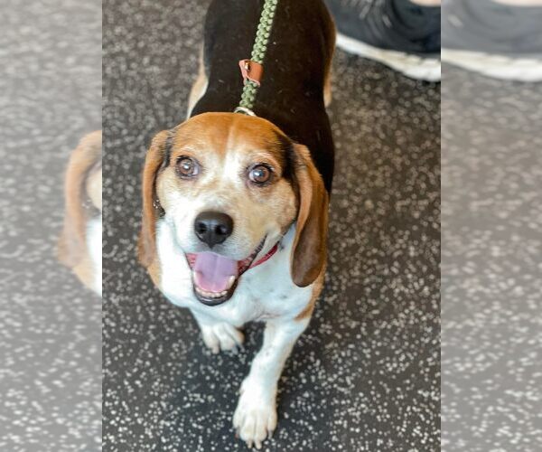 Medium Photo #5 Beagle Puppy For Sale in Boonton, NJ, USA