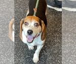 Small #4 Beagle