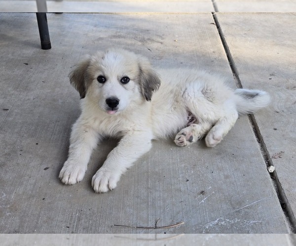 View Ad Great Pyrenees Puppy for Sale near Missouri, TROY, USA. ADN838585