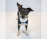 Small #6 Jack-Rat Terrier