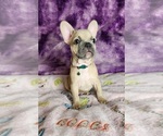 Small #23 French Bulldog