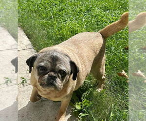 Pug Dogs for adoption in Rootstown, OH, USA