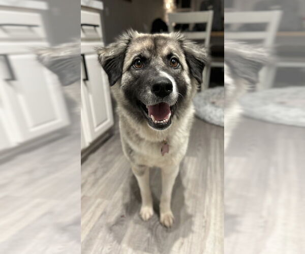 Medium Photo #3 Anatolian Pyrenees Puppy For Sale in Raleigh, NC, USA