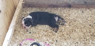 English Bulldog Puppy for sale in WEST, TX, USA