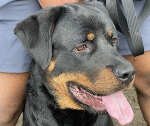 Rottweiler Puppy for sale in MILWAUKIE, OR, USA
