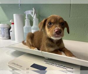 Labrador Retriever-Unknown Mix Dogs for adoption in Grand Prairie, TX, USA