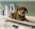 Small Labrador Retriever Mix