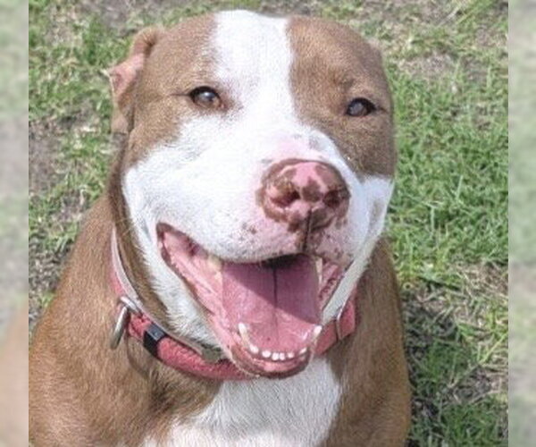 Medium Photo #3 Mutt Puppy For Sale in Houston, TX, USA