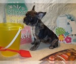 Small Photo #1 French Bulldog Puppy For Sale in PAWTUCKET, RI, USA