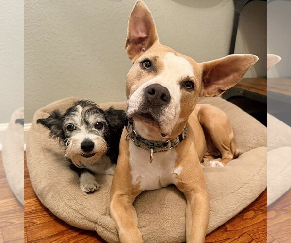 Medium Photo #2 American Staffordshire Terrier-Unknown Mix Puppy For Sale in HOUSTON, TX, USA