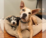 Small #1 American Staffordshire Terrier Mix