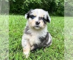Small #1 Australian Shepherd