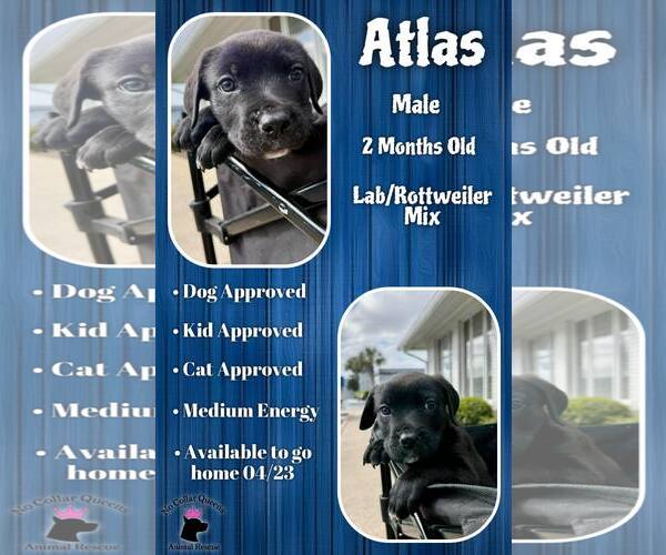 Medium Photo #1 Labrottie Puppy For Sale in Jacksonville, NC, USA