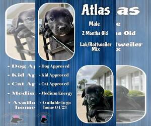 Labrottie Dogs for adoption in Jacksonville, NC, USA