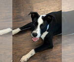 Small #7 Lab-Pointer