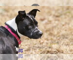 Small #14 American Pit Bull Terrier-Border Collie Mix