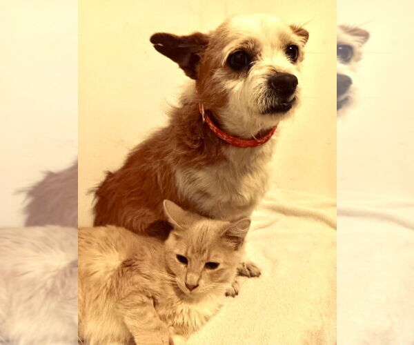 Medium Photo #6 Mutt Puppy For Sale in San Diego, CA, USA