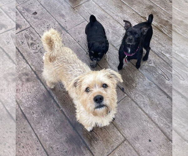 Medium Photo #2 Bulldog-Unknown Mix Puppy For Sale in Rochester, NY, USA