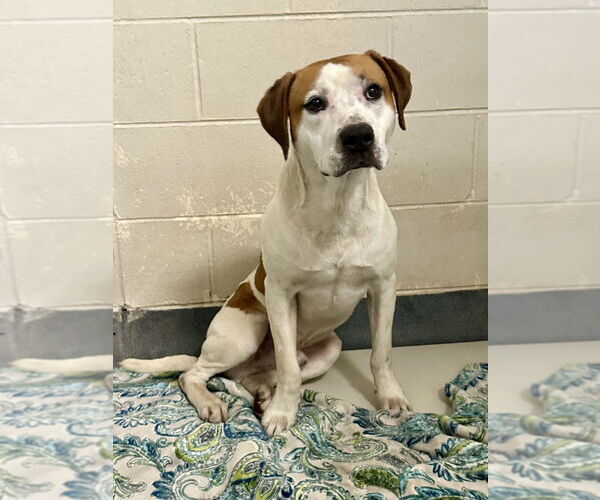 Medium Photo #1 Mutt Puppy For Sale in Glen Allen, VA, USA